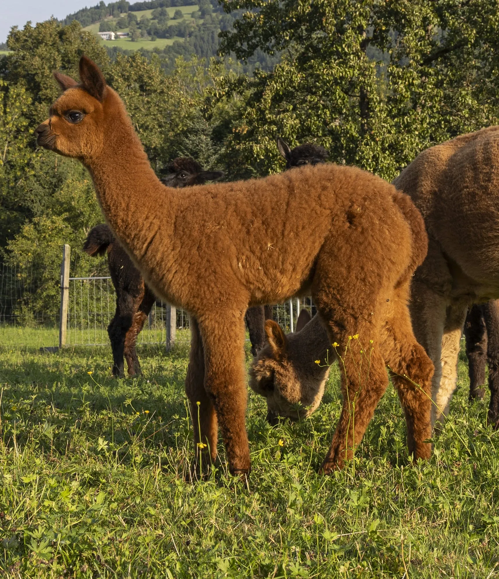 Ein junges Alpaka (Cria) steht dicht neben einem ausgewachsenen Tier auf der Weide.