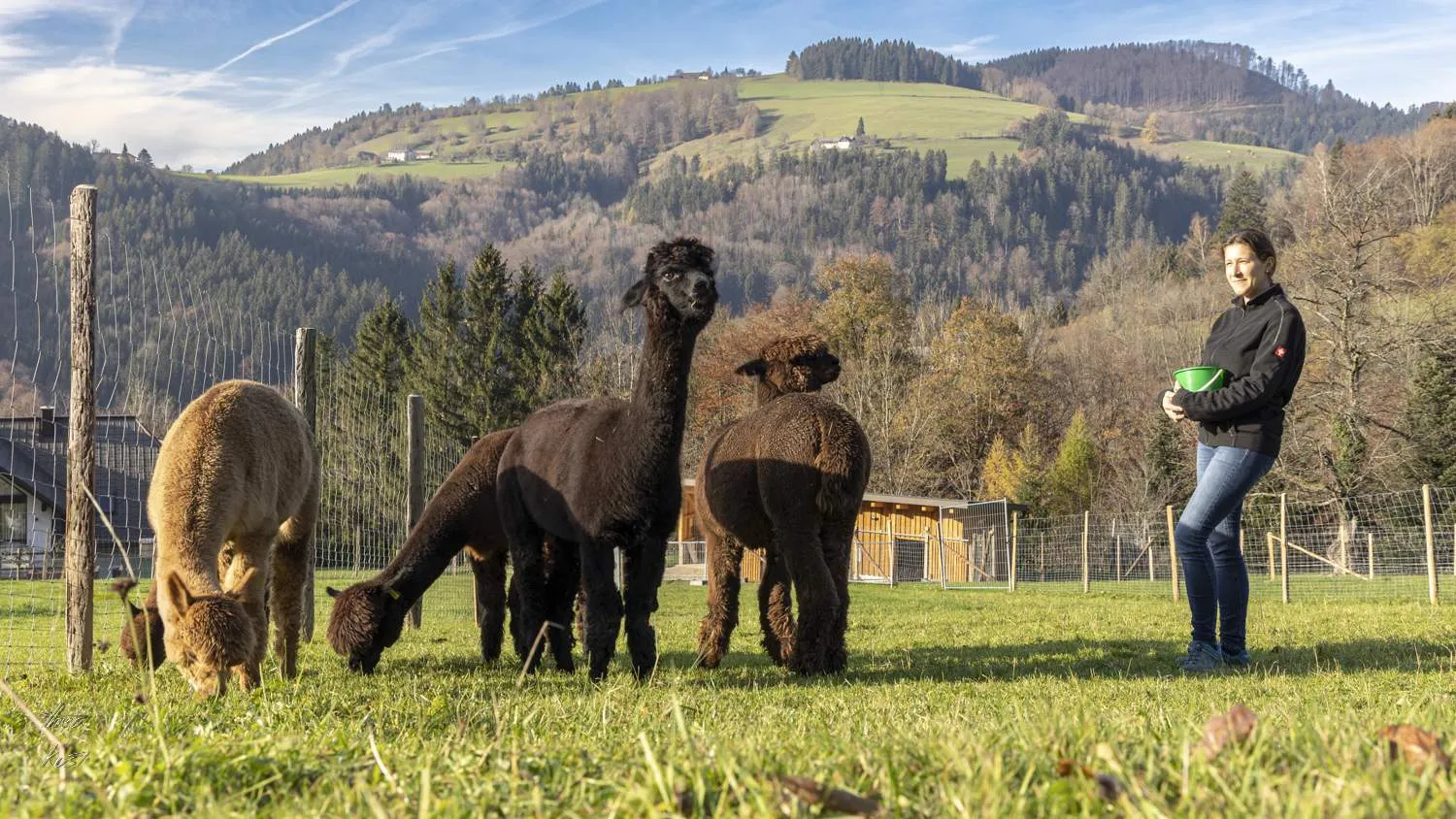 Unterwegs mit den Alpakas über die sommerlichen Wiesen und sanften Hügel rund um den Hof.