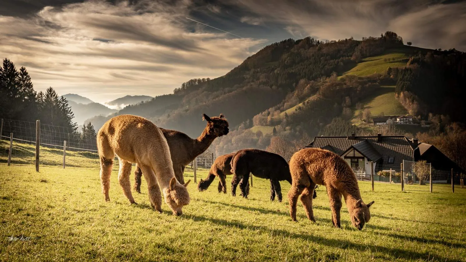 Alpakas grasen im warmen Abendlicht über den weiten Hügeln des Mostviertels, dahinter Berge und ein dramatischer Himmel.