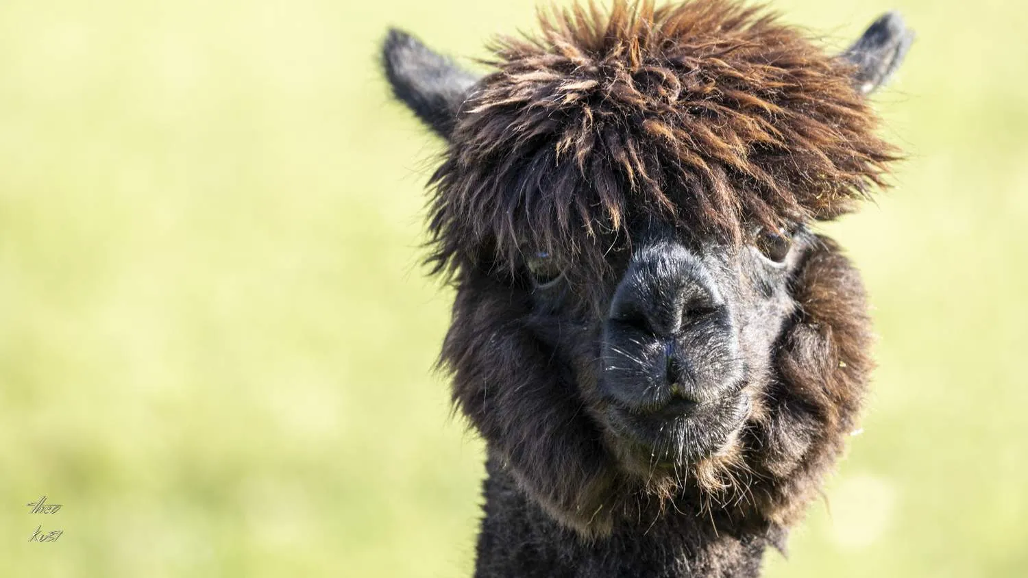 Porträt eines fawnfarbenen Alpakas im Gras vor weich unscharfem Hintergrund.
